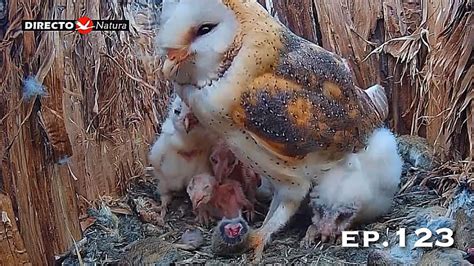 Barn Owl Nest ep 123Lechuzas en el nido DIRECTO Cámara 38 Ávila