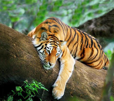 Relaxing Tiger Wallpapers Wallpaper Cave