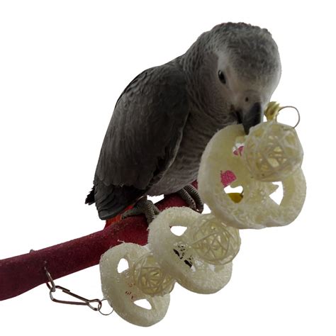 Treat Dispensing Enrichment Chew Toy Parrot Bird Pet Hanging Swing