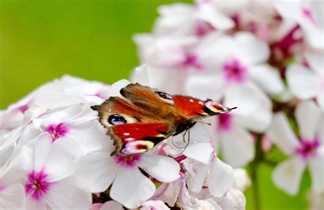 Premium Photo Close Up Of Butterfly On Pink Flowers