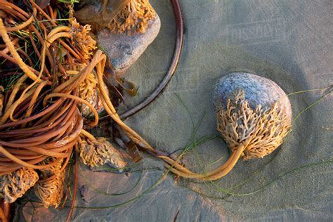 Bull Kelp Seaweed Washed Up On Wickaninnish Beach In Pacific Rim