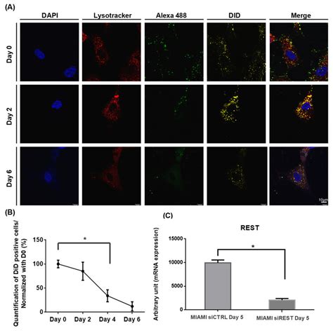 Cellular Uptake And Cell Time Retention Of Sirna Lnc In Miami E F