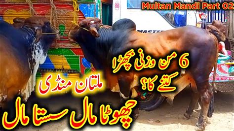 Multan Mandi Latest Update Today Routine Janwar Mandi Update Cow