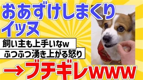 【2ch動物スレ】イッヌにおあずけしまくった結果、ブチギレ Youtube