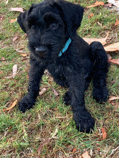 Giant Schnauzer Male Puppy For Sale 1800 Giant Schnauzer For Sale