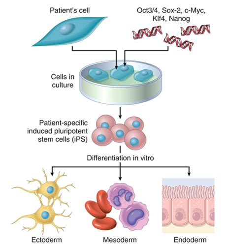 Lecture 13 Stem Cells Flashcards Quizlet