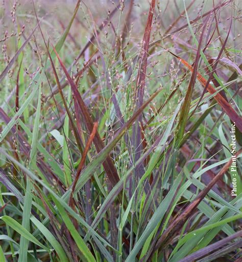 Panicum virgatum Hot Rod Pépinière Locas
