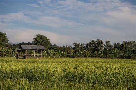 Campo De Arroz Paddy En Tailandia Foto Premium