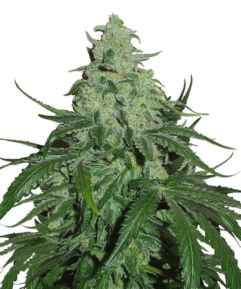 Super Skunk Feminised Seeds - Bulk Seeds