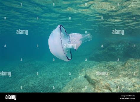 Un barril submarina medusas Rhizostoma pulmo en el mar Mediterráneo