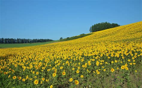 Download Field Flower Nature Sunflower Hd Wallpaper