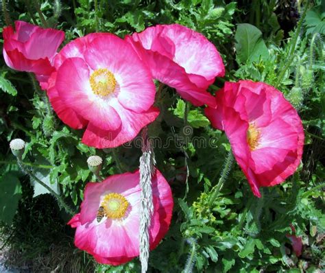 Ape Mellifica Che Raccoglie Polline Dai Fiori Rosa Del Papavero