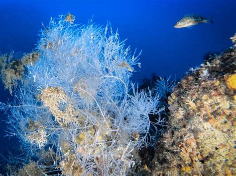 Area Marina Protetta Isole Tremiti Novit Il Corallo Nero Delle