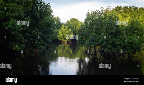 The Beauty Of Mangrove Forest Ecosystem At Kutai National Park