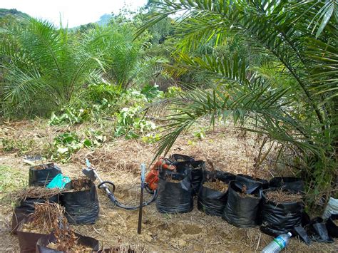 Tanaman Halia Tanaman Cili Padi Dalam Polybag Dan Ditanah