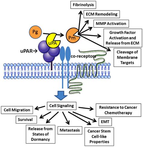 Activities Of UPAR In Cancer Cells Binding Of UPA To UPAR Promotes