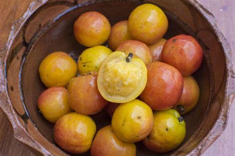 Spondias Purpurea Ciruela Jobo Xocote Ciruela De Huesito Jocote Cocota