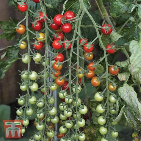 Tomato Sweet Million F Hybrid Seeds The Veggie Gardener