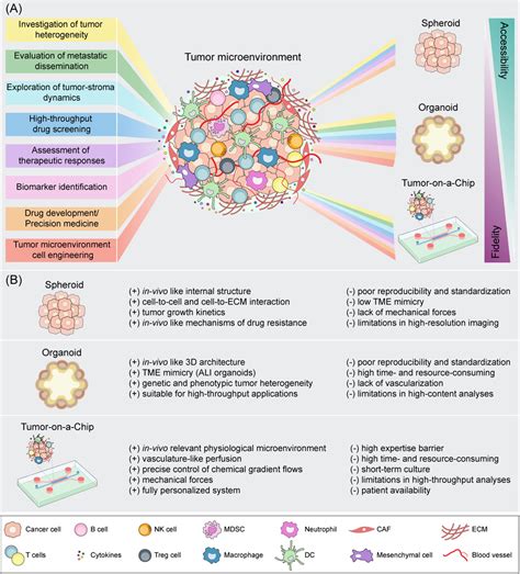 Frontiers 3d Cancer Models One Step Closer To In Vitro Human Studies