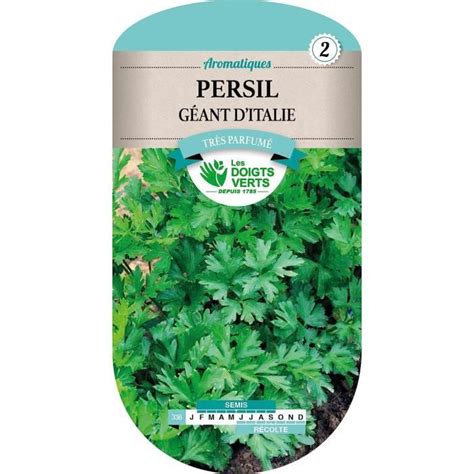 Persil G Ant D Italie U Cdiscount Jardin