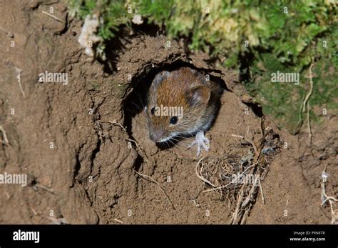 Wood Mouse Apodemus Sylvaticus Head Emerging From Nest While Leaving