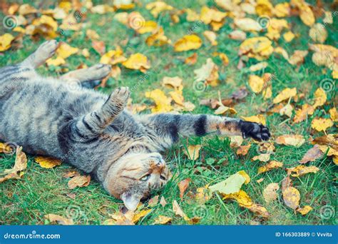 The Cat Lies On His Back On The Grass Stock Image Image Of Hunt