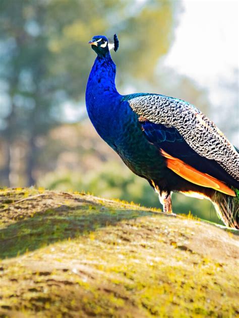 Rare Peacock Colors The Hip Chick