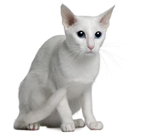 White Cat Breeds - The Most Popular White Cat Breeds And Their Care