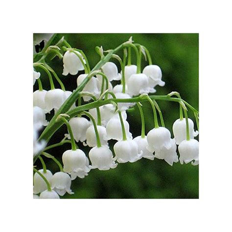 Buy Ultrey Seed House 40 Pieces Fragrant Colorful Lily Of The Valley