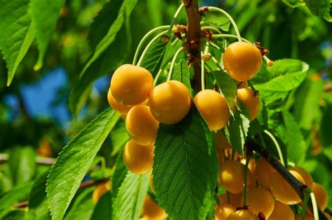 Cerezas amarillas maduras en el árbol Foto Premium