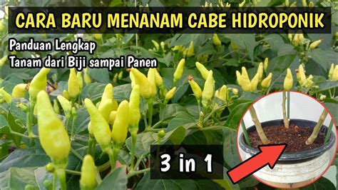 Cara Menanam Cabe Rawit Dari Biji Sampai Panen Secara Hidroponik Agar