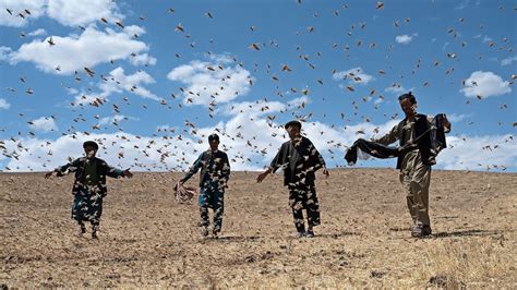 Locust outbreaks could get worse as global temperatures continue to ...