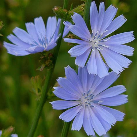 Metabolismo Dei Carboidrati Botanicals Il Portale Sull Utilizzo