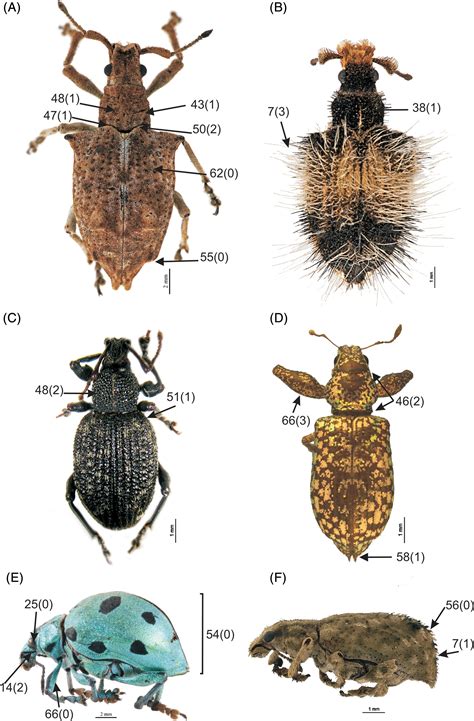 Curculionidae Identification Key