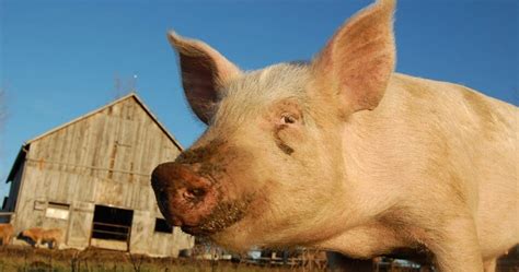 Most common pig diseases - syptoms, prevention and treatment