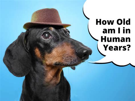 15 Of The Most Common Dachshund Traits I Love Dachshunds