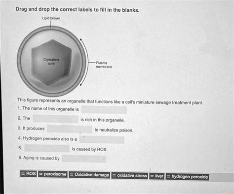 Solved Drag And Drop The Correct Labels To Fill In The Blanks Lipid