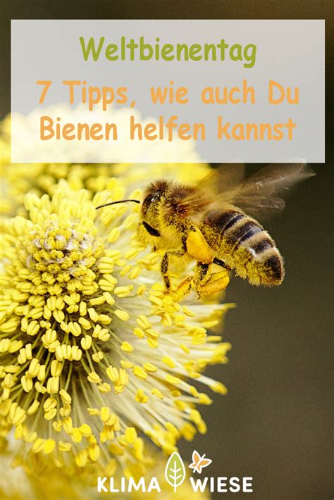 Unsere Heimischen Bienen Sind Vom Aussterben Bedroht Wie Auch Du Auch