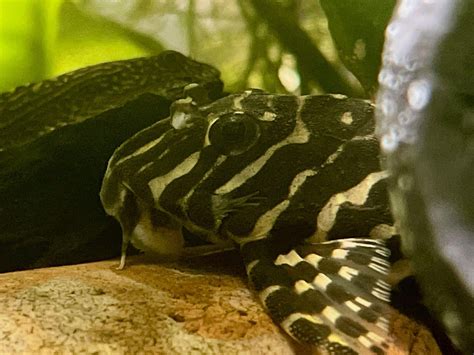 Leopard Frog Pleco Rpleco