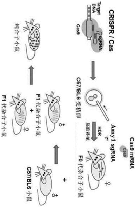 Amy1基因敲除小鼠动物模型的构建方法及应用与流程