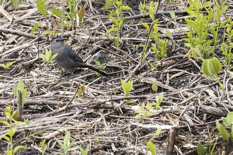 Minnesota Seasons Gray Catbird