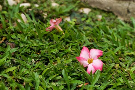 Grass flowers in the front yard look simple and beautiful. 12533344 Stock Photo at Vecteezy