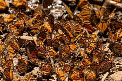 Santuarios de la Mariposa Monarca en Michoacán Visítalos Ahora