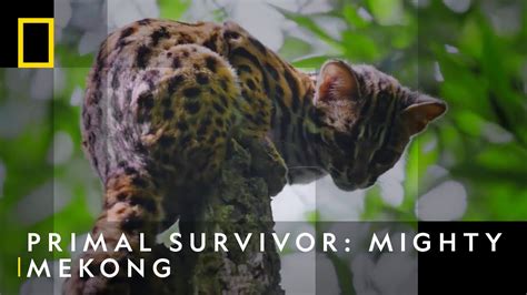 Face To Face With An Elusive Leopard Cat Primal Survivor Mighty