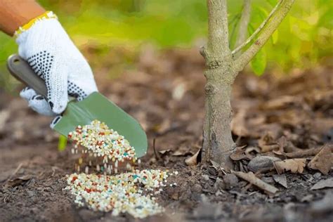 Quel Engrais Pour Les Arbres Fruitiers Au Printemps