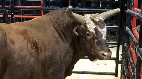 Bushwacker, PBR Bucking Bull: a collection of Other ideas to try ...