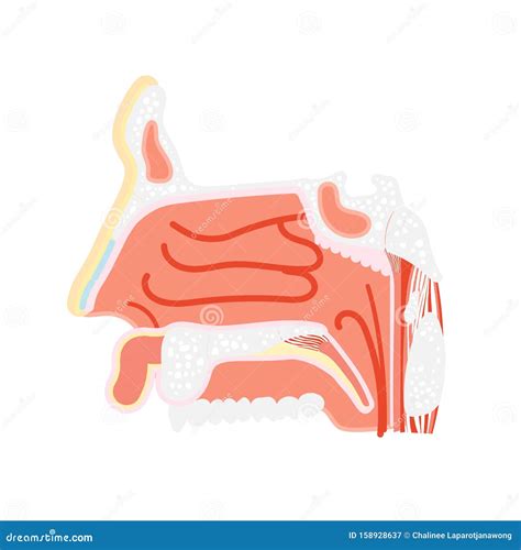 Nasal Vestibule Cavity, Nose Anatomy, Internal Organs Body Part Nervous System Stock Vector ...