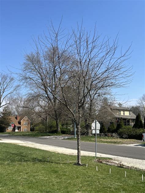 Planting arborvitae hedge : r/landscaping