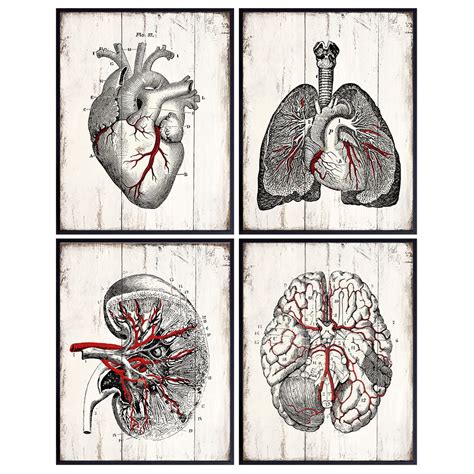 Medical Anatomy Vintage Human Organs Wall Art Sign Plaque