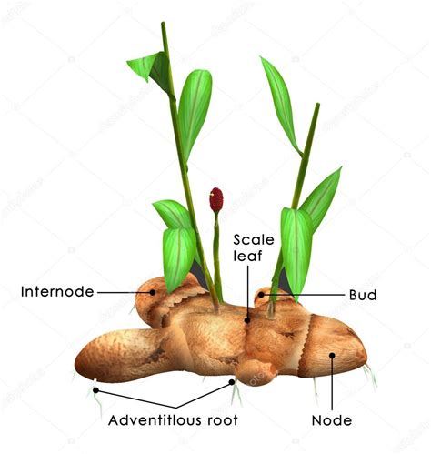 Zingiber Ginger Plant — Stock Photo 73308999